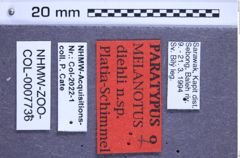 Etikette zu Melanotus diehli (Platia & Schimmel, 2001) (NHMW-ZOO-COL-0007736)